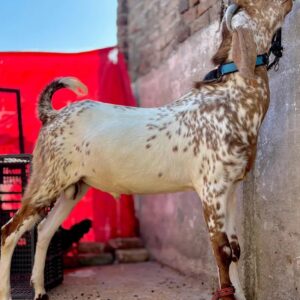 Goat - 0008