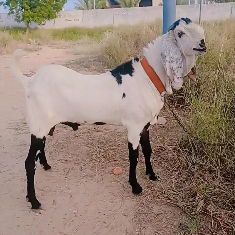 Goat – 0009