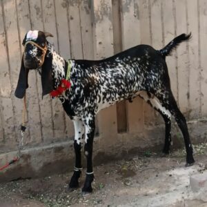 Goat - 0010