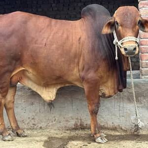 Cattle - 0015