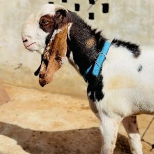 Goat - 0007