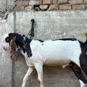 Goat - 0007