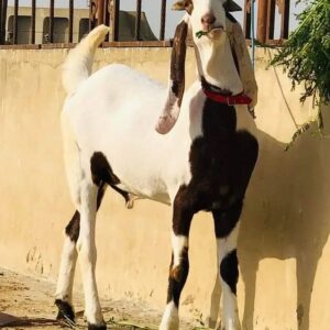 Goat - 0011
