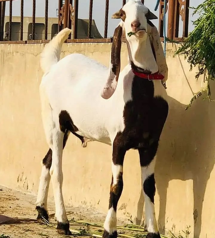 Goat – 0011