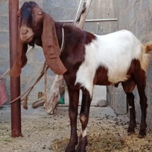 Goat - 0012