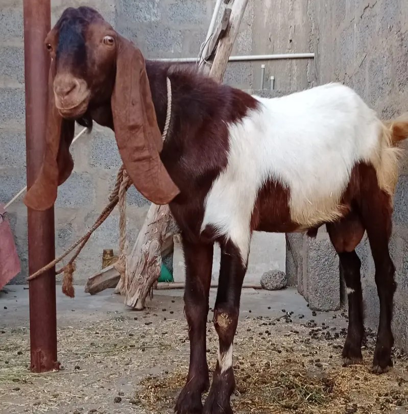 Goat - 0012