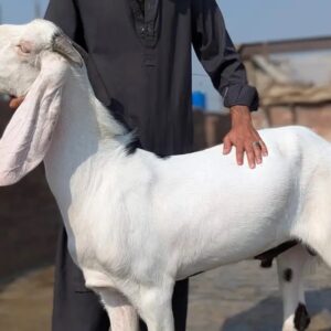Goat - 0012