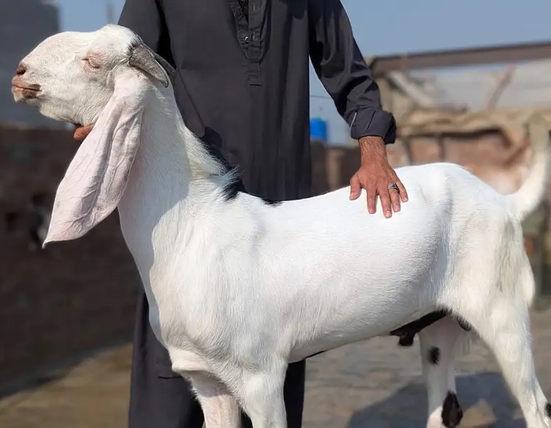 Goat - 0012