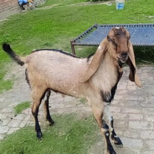 Goat - 0013