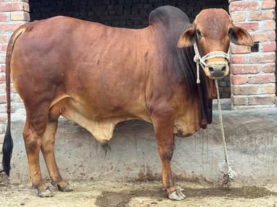 Cattle - 0015