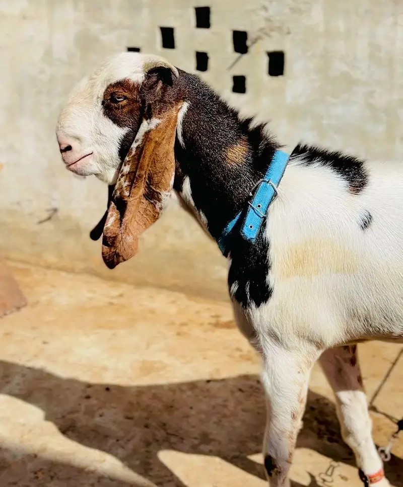 Goat – 0007