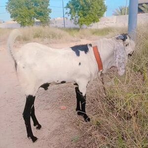Goat - 0009