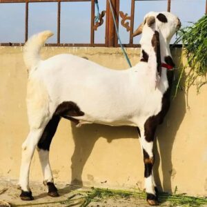 Goat - 0011