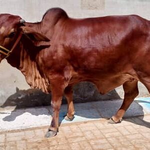 Cattle - 0016