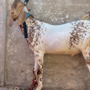 Goat - 0008