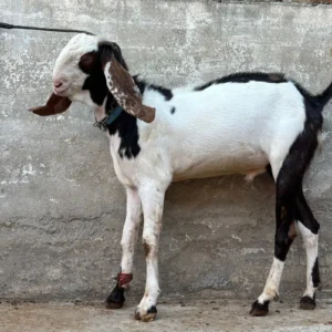 Goat - 0007