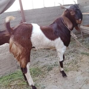 Goat - 0012