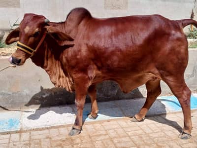 Cattle - 0016