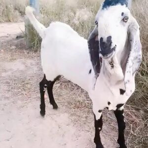 Goat - 0009