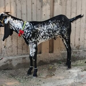 Goat - 0010