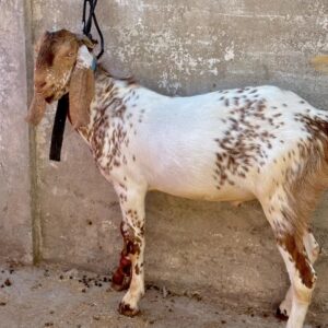Goat - 0008