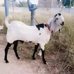 Goat - 0009