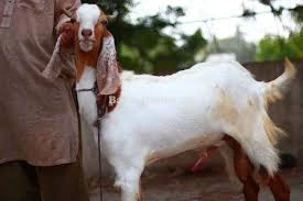 Farm Visit and Video Call Available