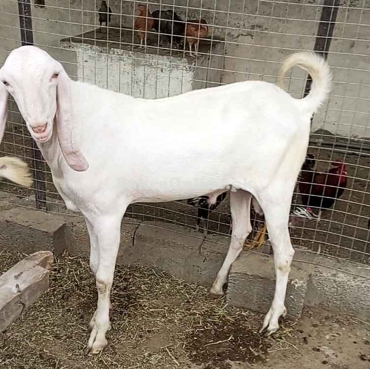 Strong Goat – 0003