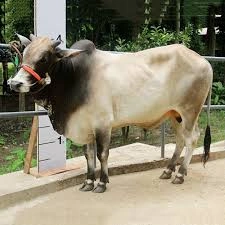 Premium Qurbani Cattle