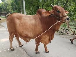 Farm Cattle – 0004
