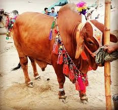 Premium Cattle Collection
