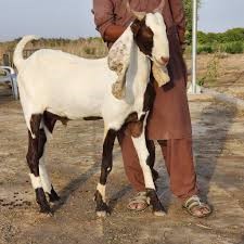 Goat - 0014