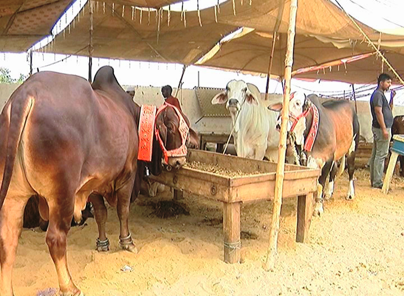 Premium qurbani animal